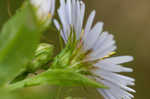 Purplestem aster